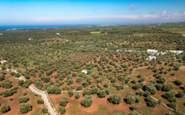 Ostuni, la nostra azienda agricola